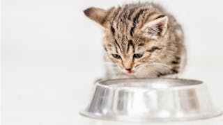 Young kitten eating out of a stainless steel feeding bowl